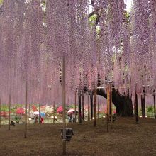 樹齢145年　600畳のむらさき藤