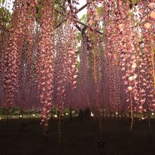 ライトアップは17時半から