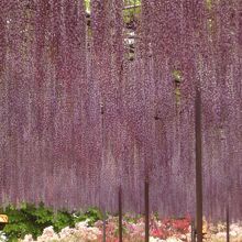 辺り一面覆い尽くす紫のシャワー