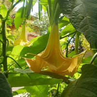 よく手入れされた庭園