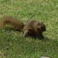 庭を駆け回るリス