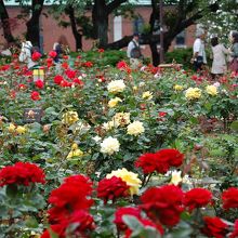 バラが見ごろを迎えています