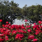 横浜のバラ２０１１年は花つき最高　【港の見える丘公園/山下公園】