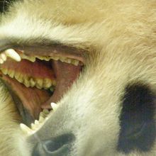 パンダは昔は肉食だったのです