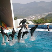 ショー参加のイルカ全部でジャンプ！爽快です。