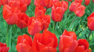 チューリップと散居村