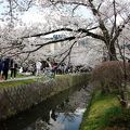 ◎ ここも満開！ 「白川疎水通」
