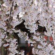 ○ 京都の花見シーズンの幕開け 「平野神社　魁桜（サキガケ）」　