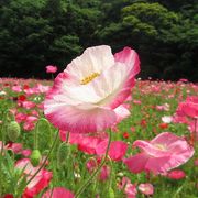 なだらかな坂に咲く、くりはま花の国　５月のポピー