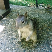 敷地内のリス出没率はすごい
