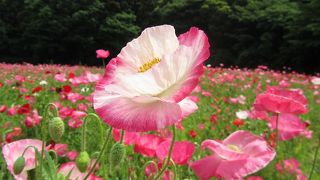 なだらかな坂に咲く、くりはま花の国　５月のポピー