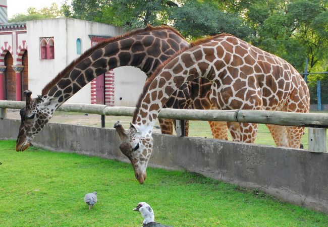 大人も楽しめる動物園