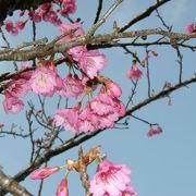 日本一早い桜　カンヒザクラ
