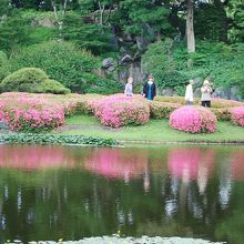 二の丸の池に映る素晴らしいサツキ