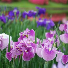 花菖蒲とサツキ