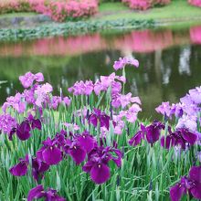 花菖蒲とサツキ