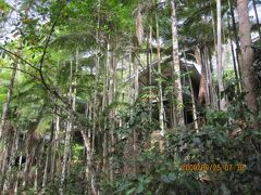 Silky Oaks Lodge 写真