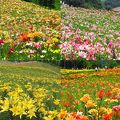 お見事！３６０万本が色鮮やかに咲き乱れる「ゆり園」