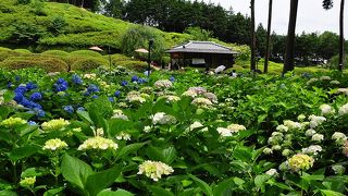 三室戸寺の紫陽花が見ごろにです。