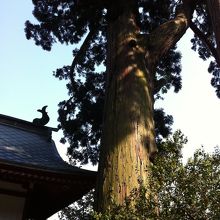 大きな杉の木。