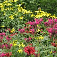 たくさんのお花が咲いています！