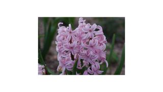 広くて見応えのある植物園。年中綺麗な花を見る事が出来ます。デートにも良し。