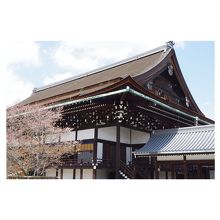 京都御所と右近の桜