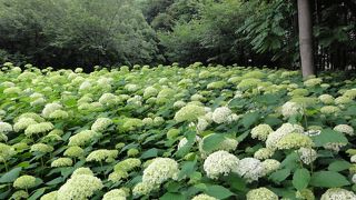 紫陽花の種類を楽しむなら、相模原北公園。