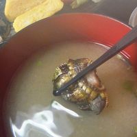 お味噌汁には亀の手が