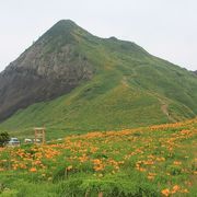 ５月下旬から６月下旬にかけてのトビシマカンゾウは圧巻