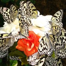 造花なのに・・・