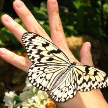 うまいこと手にとまらせることもできます