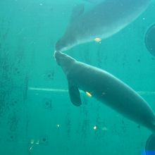 マナティー館　無料