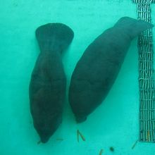 水槽を上から覗いたところ、かわいく寄り添う２頭