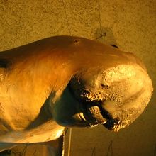 これはジュゴンの剥製？
