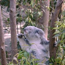 コアラもたくさんいます。