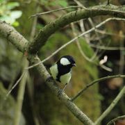 軽井沢で野鳥観察ができます。