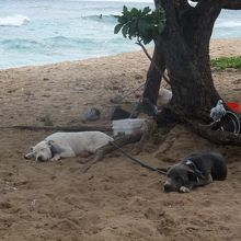 犬は木陰でノンビリですが、やっぱり波は少し高いようです