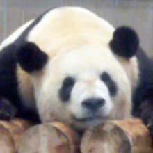 オスのリーリー