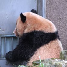 2008年生まれの双子パンダ　梅浜か永浜のかわいい後ろ姿