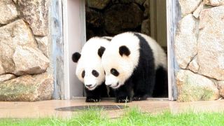日本で一番たくさんのジャイアントパンダに会えます　