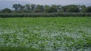 蓮の群生が見られる場所があります