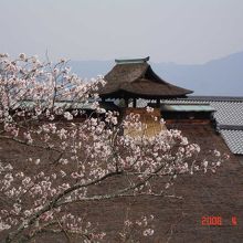 竹林寺の桜