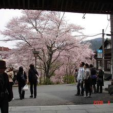 竹林寺の門から外の桜を見たところ