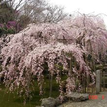 竹林寺の庭のしだれ桜