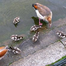 近くにいた鴨の親子