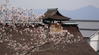 吉野山の桜と言えば・・・吉水神社と五郎平と花矢倉展望台です。