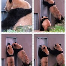 梅浜と永浜　毛が茶色くなっています