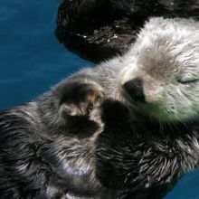 かわいいラッコもいます 