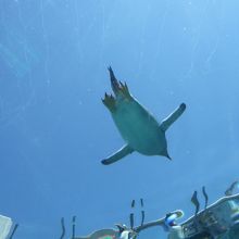 空飛ぶペンギン